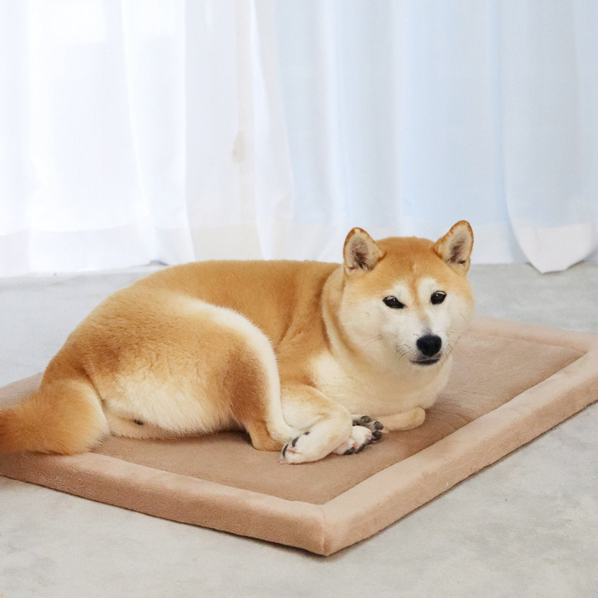 Momomi Pet Mat for Dogs & Cats
