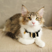 Sustainable Leather Pet Collar - Mod: Stylish, Eco-Friendly Accessory for Your Furry Friend
