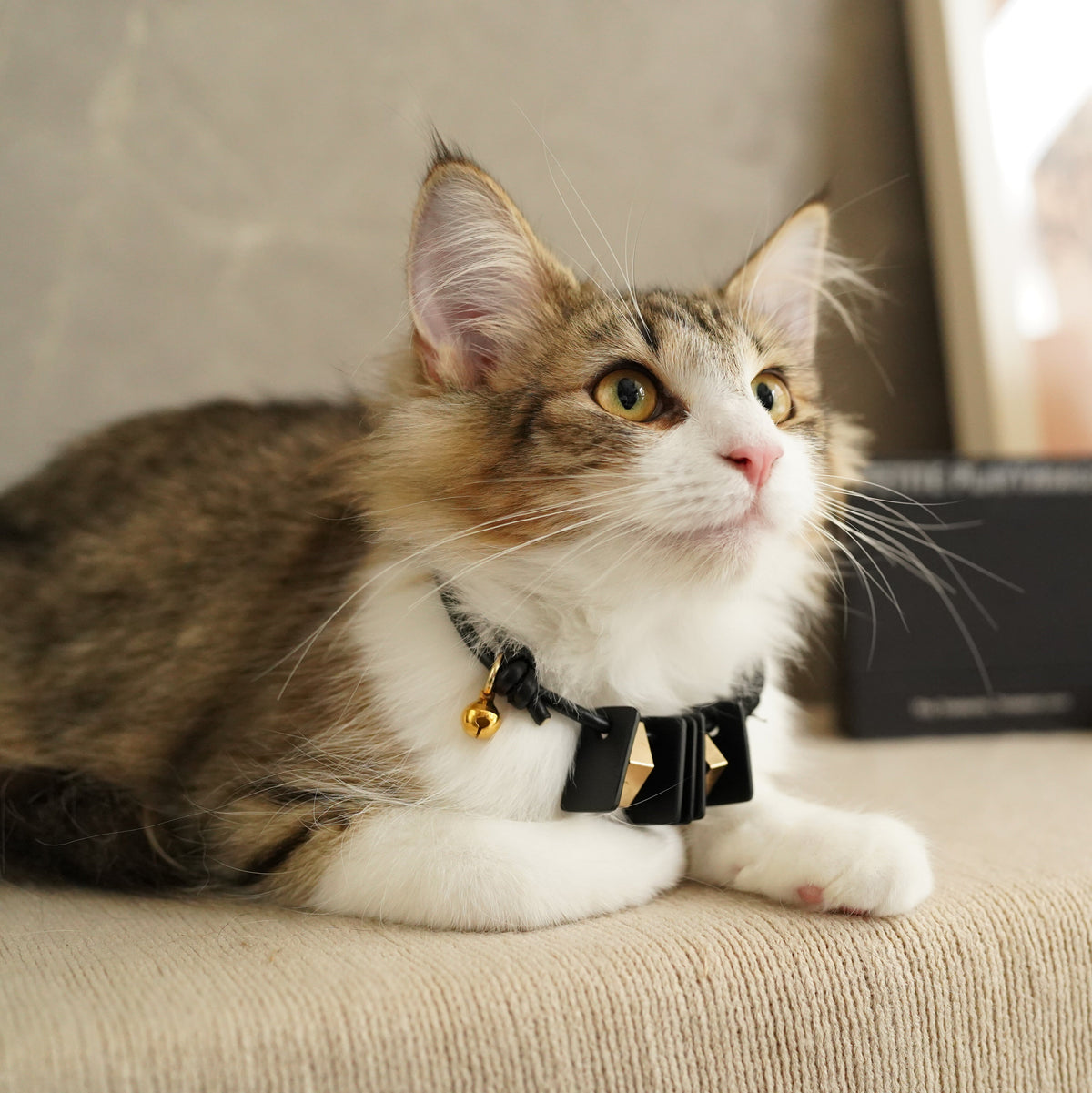 Sustainable Leather Pet Collar - Mod: Stylish, Eco-Friendly Accessory for Your Furry Friend