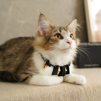 Sustainable Leather Pet Collar - Mod: Stylish, Eco-Friendly Accessory for Your Furry Friend