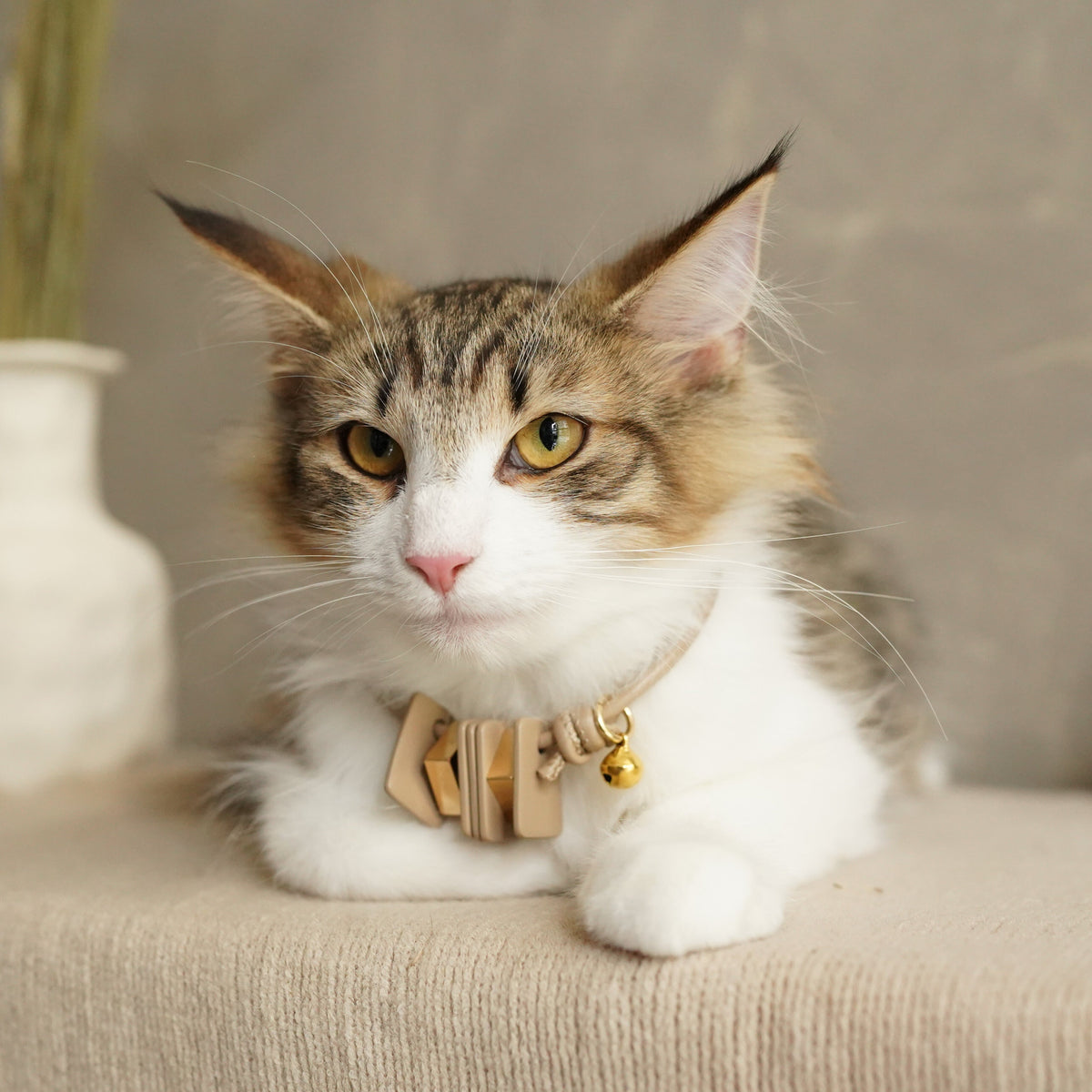 Sustainable Leather Pet Collar - Mod: Stylish, Eco-Friendly Accessory for Your Furry Friend