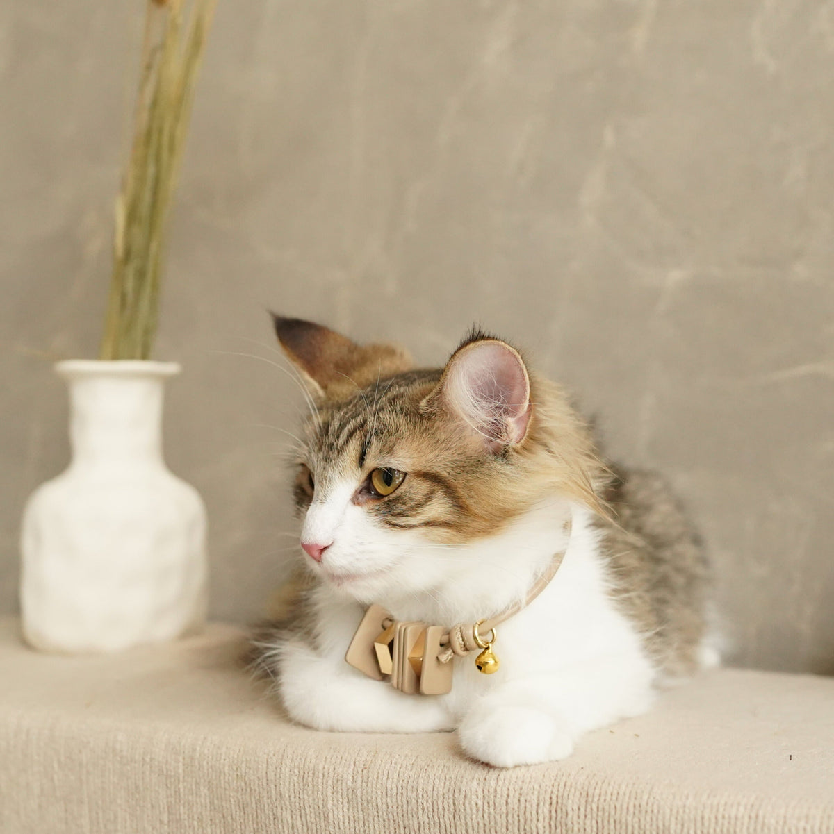 Sustainable Leather Pet Collar - Mod: Stylish, Eco-Friendly Accessory for Your Furry Friend