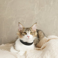 Sustainable Leather Pet Collar – A Stylish Choice for Conscious Pet Owners