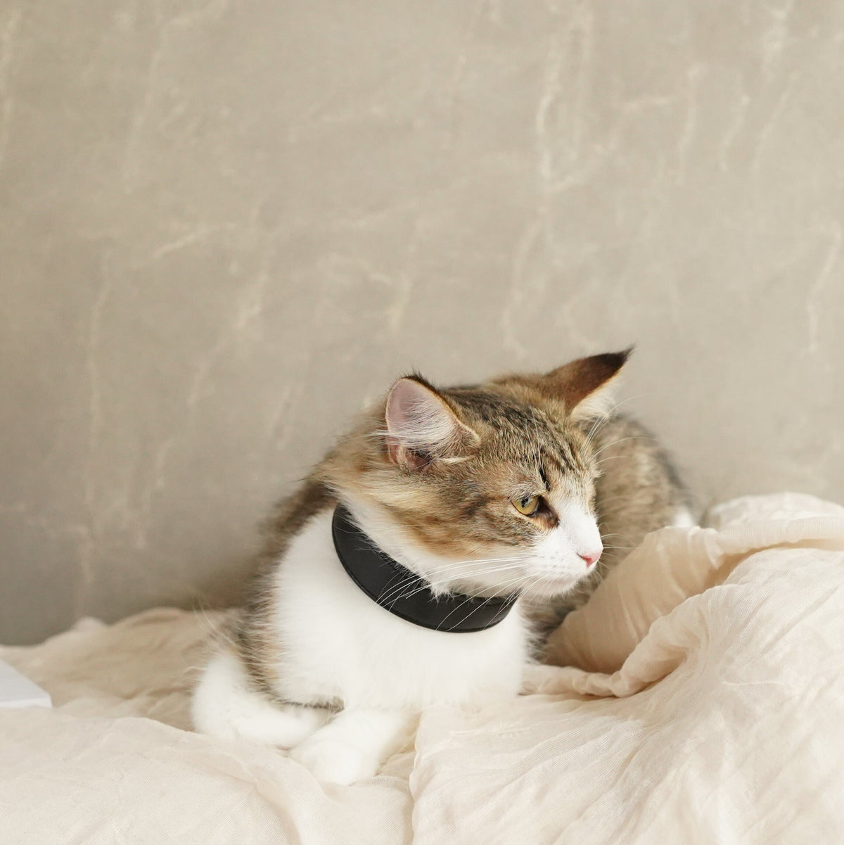 Sustainable Leather Pet Collar – A Stylish Choice for Conscious Pet Owners