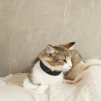 Sustainable Leather Pet Collar – A Stylish Choice for Conscious Pet Owners