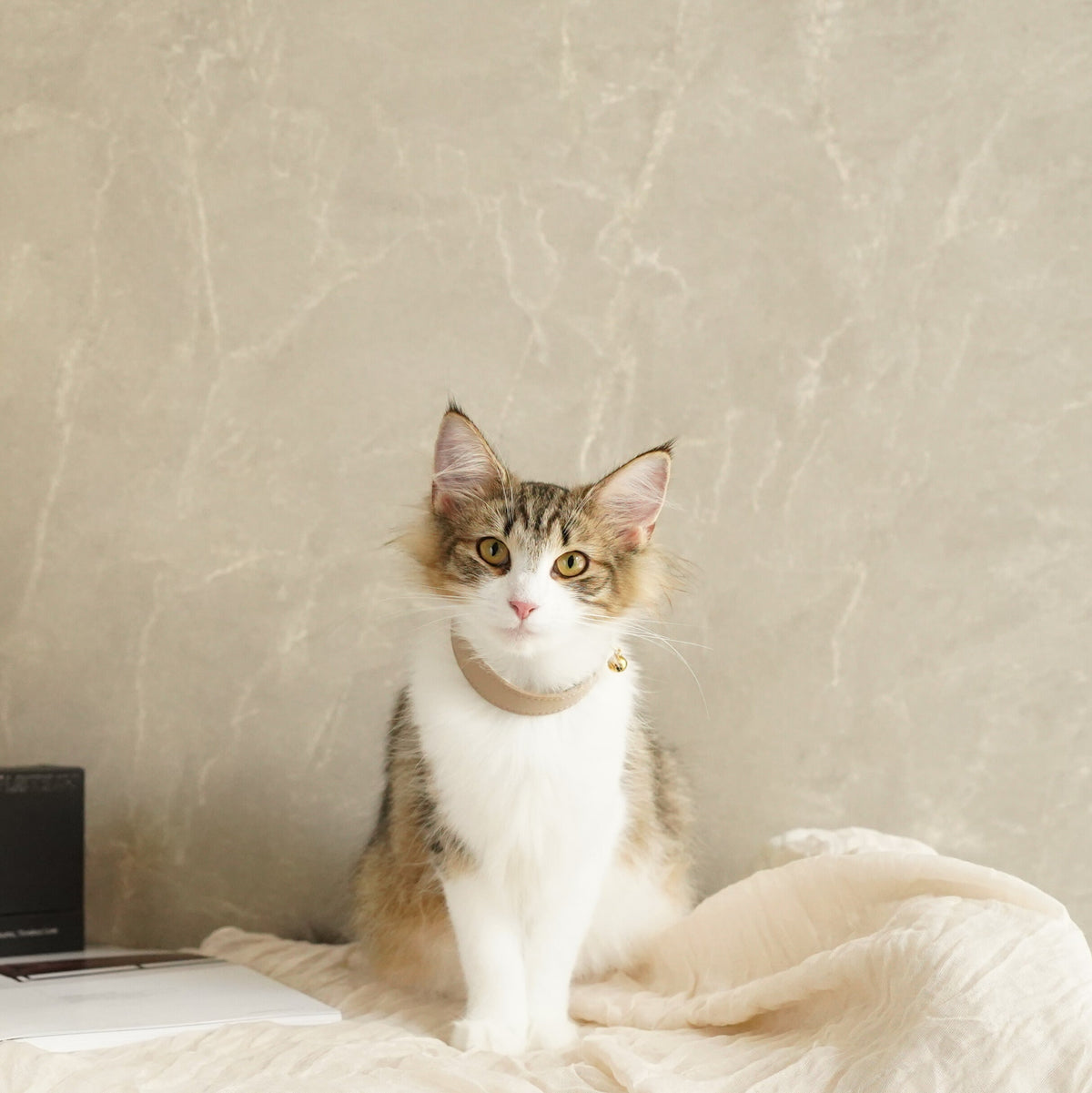 Sustainable Leather Pet Collar – A Stylish Choice for Conscious Pet Owners