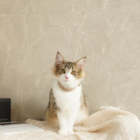 Sustainable Leather Pet Collar – A Stylish Choice for Conscious Pet Owners