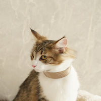 Sustainable Leather Pet Collar – A Stylish Choice for Conscious Pet Owners
