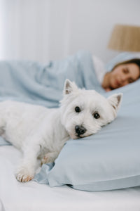 Eco-Friendly Bamboo Dog Bed Cover for Ultimate Comfort