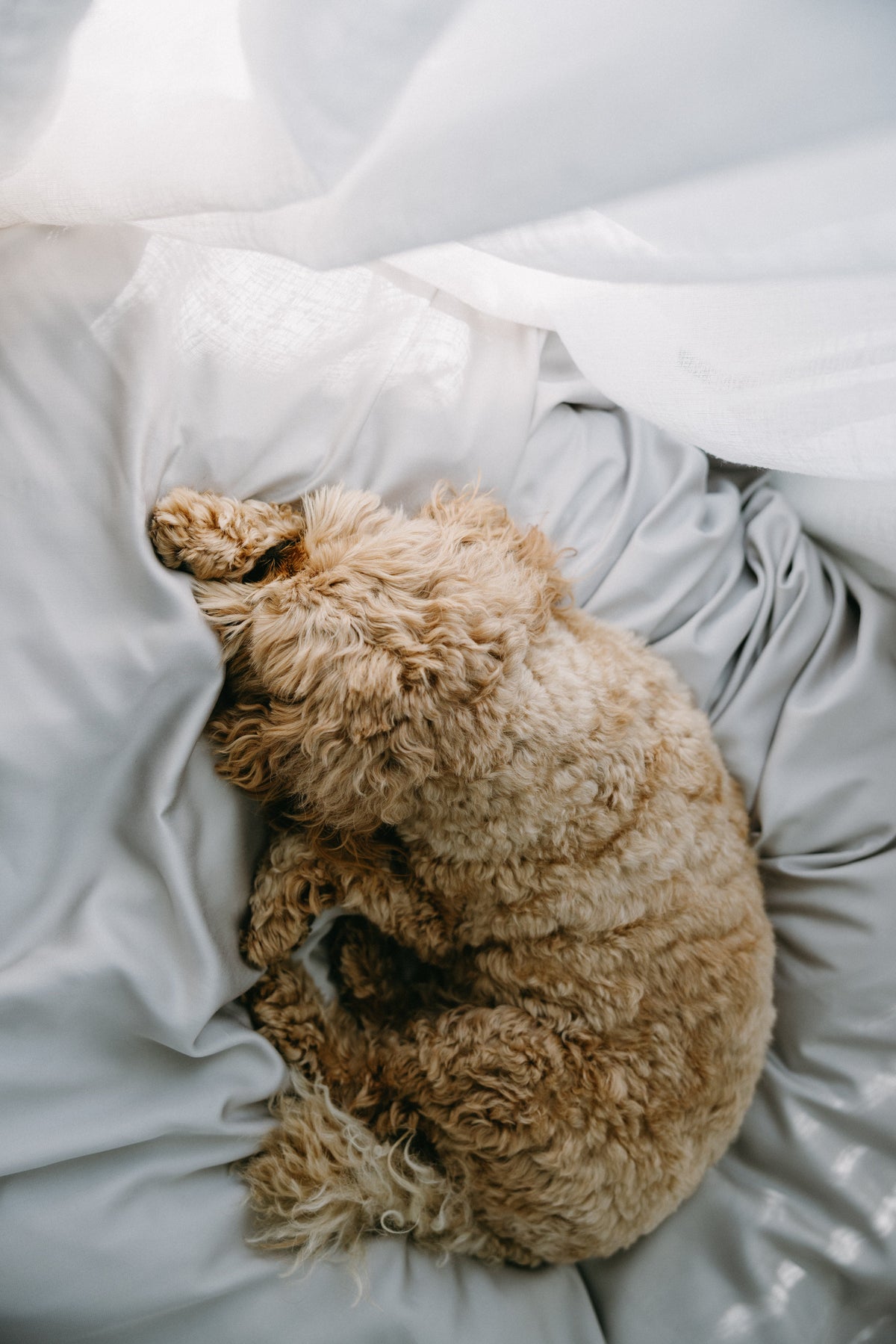 Eco-Friendly Bamboo Dog Bed Cover for Ultimate Comfort