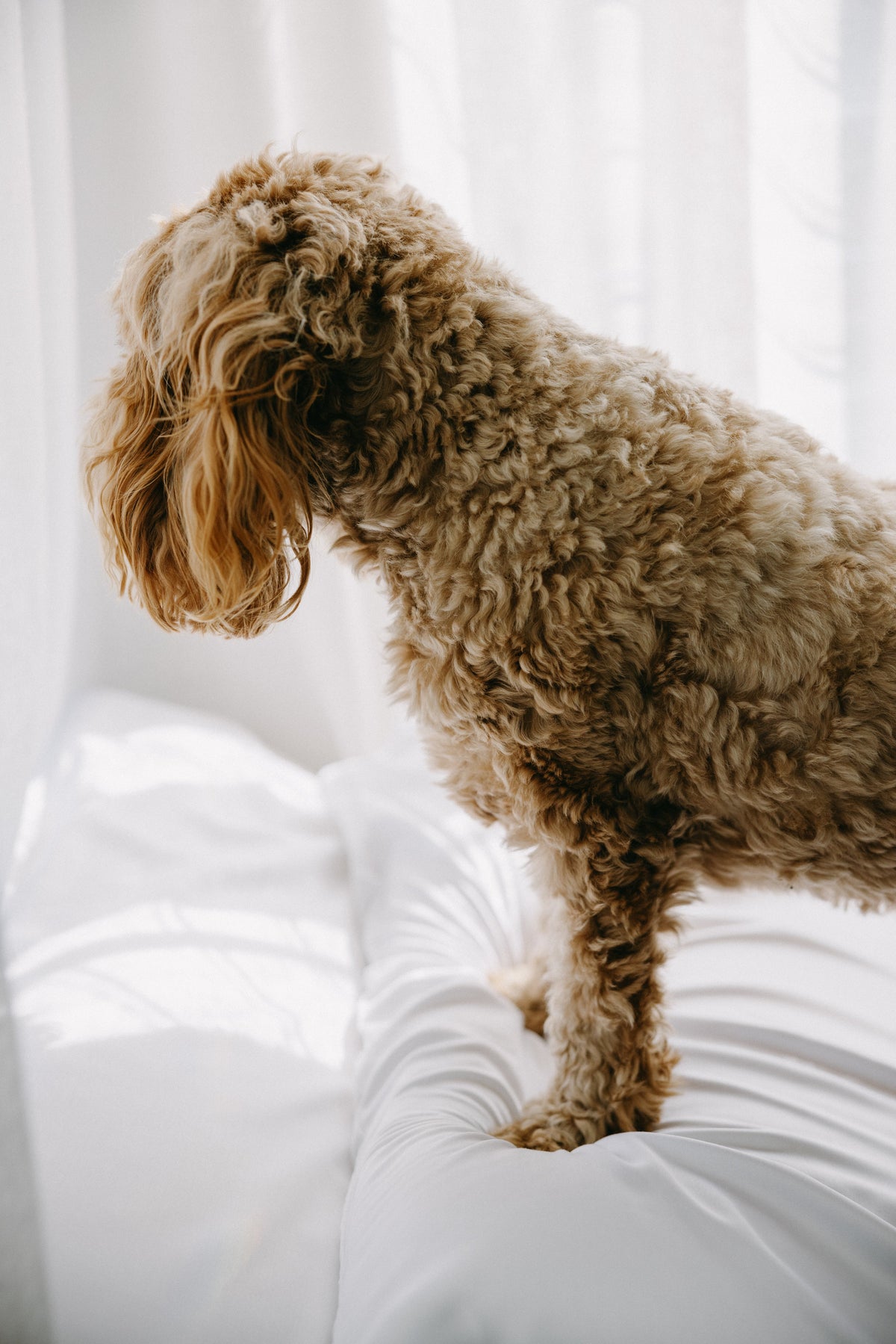 Eco-Friendly Bamboo Dog Bed Cover for Ultimate Comfort